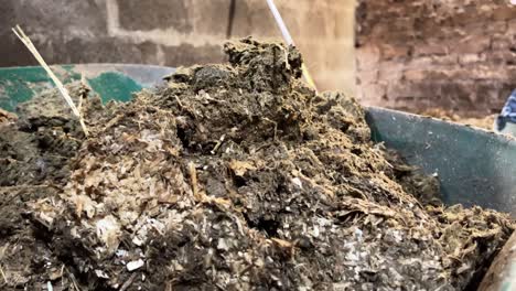 girl working at the stables loading a wheelbarrow with horse feces and soil