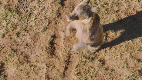 oso parado en dos pies tratando de alcanzar la cámara