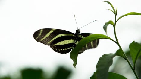 mariposa macro 09