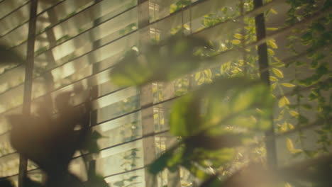 sunlight filtering through window blinds with plants