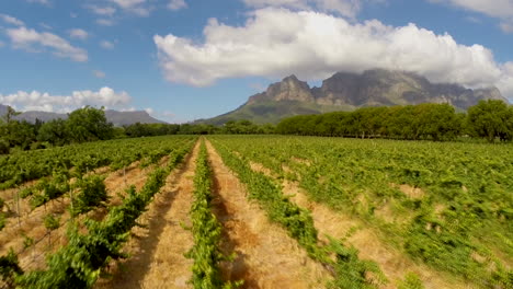 Aerial-views-of-vineyards-during-harvest