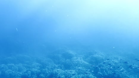 underwater scene of school of fish in the red sea of egypt