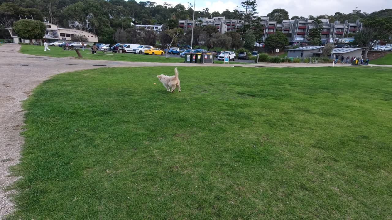 perro jugando alegremente a traer en el parque abierto