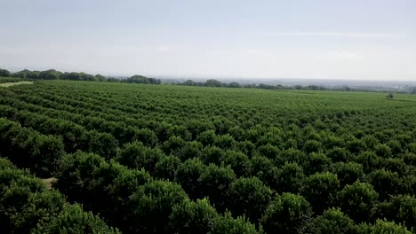 vistas aéreas lentas en movimiento hacia adelante que pasan sobre plantaciones de naranjos, hileras de naranjos en la distancia