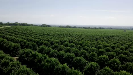 forward moving slow aerial views passing over orange plantation, rows of orange trees into distance