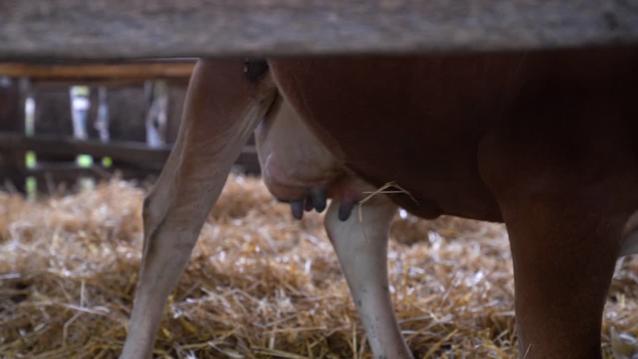 Kvægyver og patter til mælkeproduktion, som repræsenterer kvægavl på en kvægfarm.