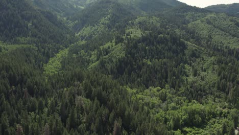 Lush-mountainsides-covered-with-coniferous-trees,-American-Fork-Canyon