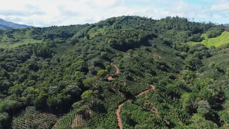 backward aerial reveal view of rancho arriba coffee plantations on lush hillsides in ocoa, dominican republic