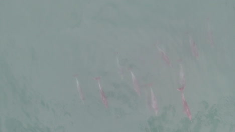 Aerial-of-school-of-Dolphins-swimming-along-coast-of-South-Africa