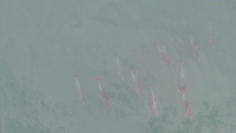 antena de escuela de delfines nadando a lo largo de la costa de sudáfrica