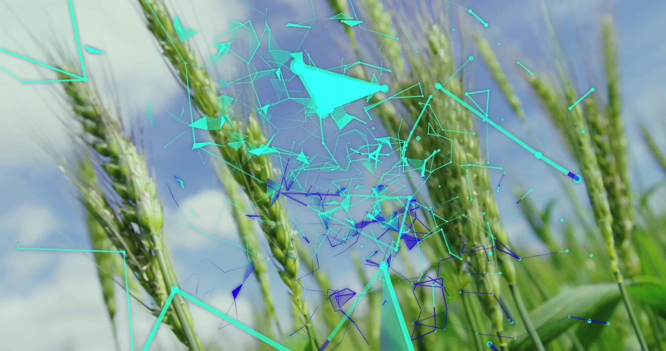 On turquoise triangles emerging wheat stalks interacting with digital mesh visualizing crop health