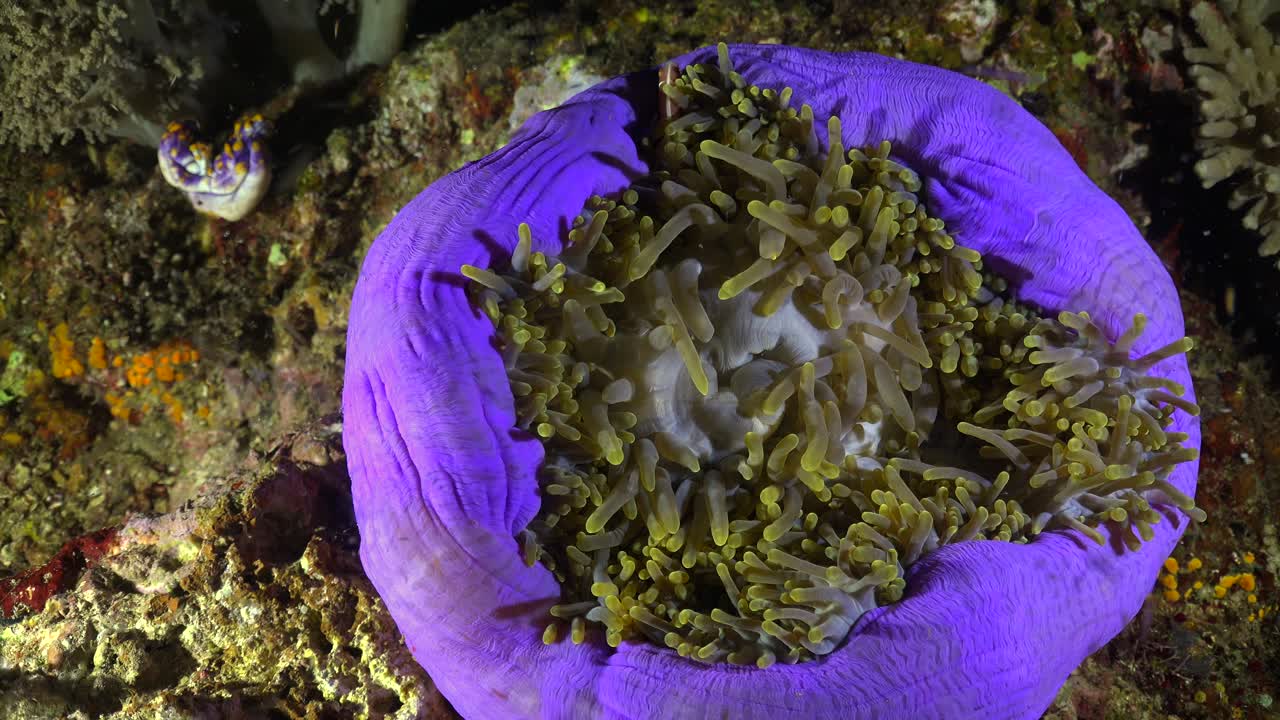 розовая рыба анемон скунс в фиолетовом морском анемоне ночью