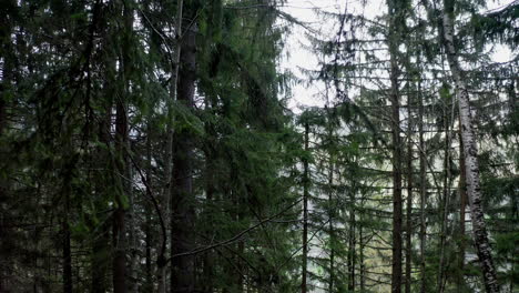 Shot-moving-forward-in-a-green-pine-forest-among-the-trees