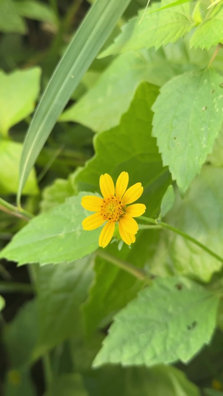Single Yellow Flower Blooming in Lush Green Foliage