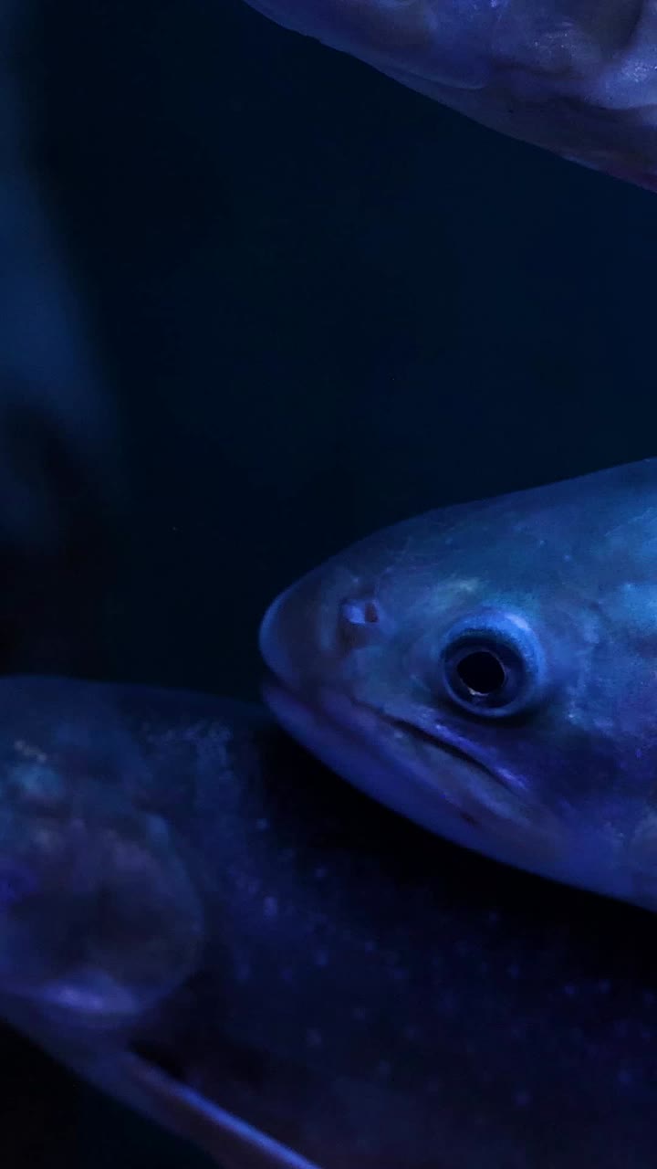 peces que se mueven al unísono en un entorno acuático azul