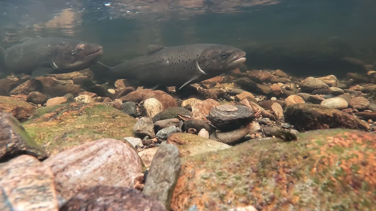 Due salmoni che nuotano sopra le rocce in acque limpide di fiume.