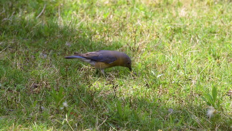 Eastern-bluebird-catching,-playing-with-and-eating-a-large-insect-in-the-grass