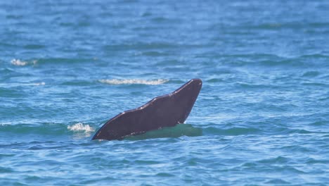 der rechte wal hält seine schwanzflosse in der luft und hält sich über dem wasser, während er schwimmt