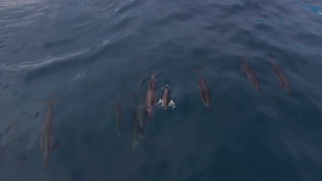 los delfines giradores de madre e hijo disparados por drones salen a la superficie para respirar y están acompañados por la familia.