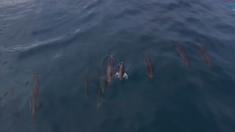 drone shot mother and son spinner dolphins come to the surface to breathe and are accompanied by the family