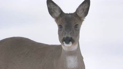 young white-tailed bambi deer meekly lost in the snowed landscape - portrait close-up shot