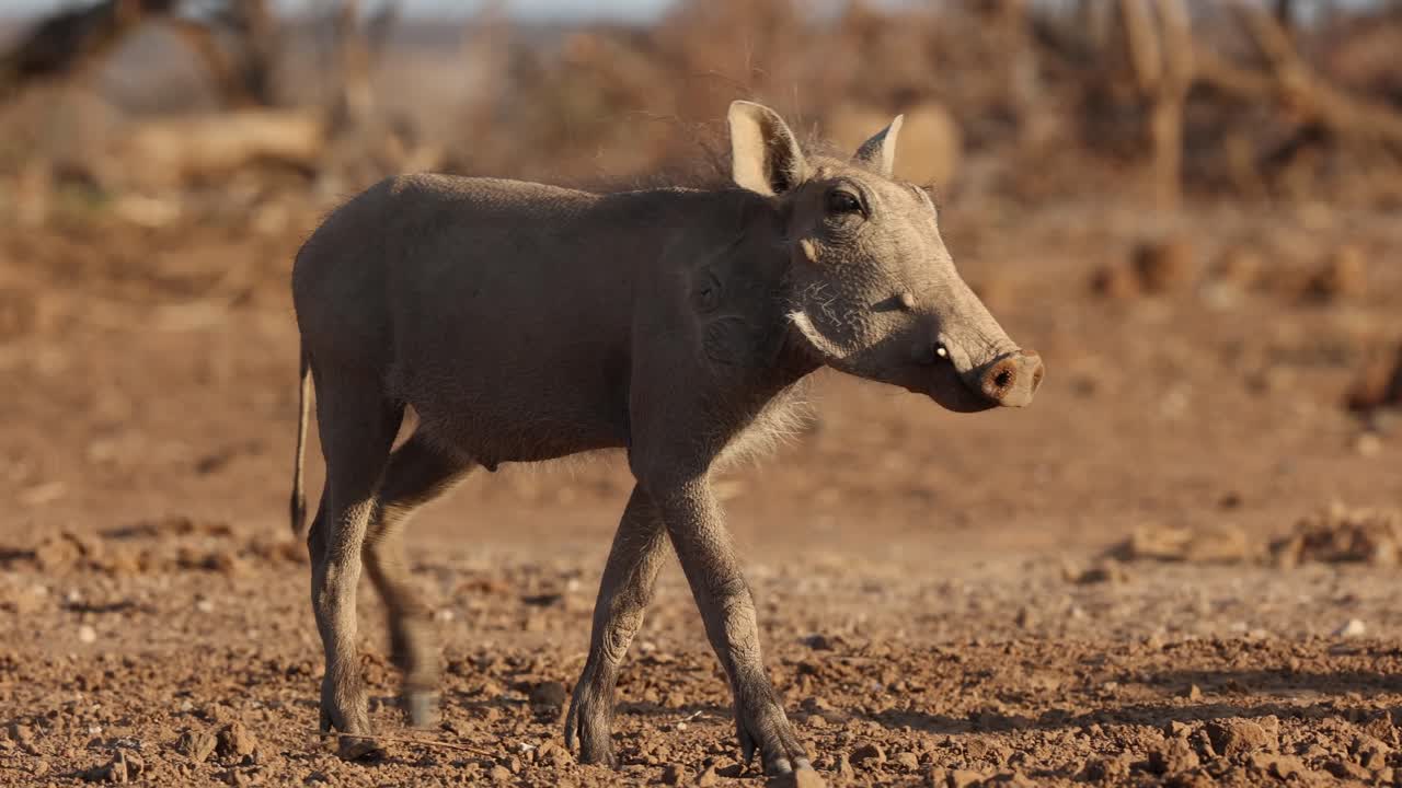 Medium shot of a group of warthog piglets walking down to the muddy waterhole for a drink, Mashatu Game Reserve