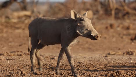 medium shot of a group of warthog piglets walking down to the muddy waterhole for a drink, mashatu game reserve