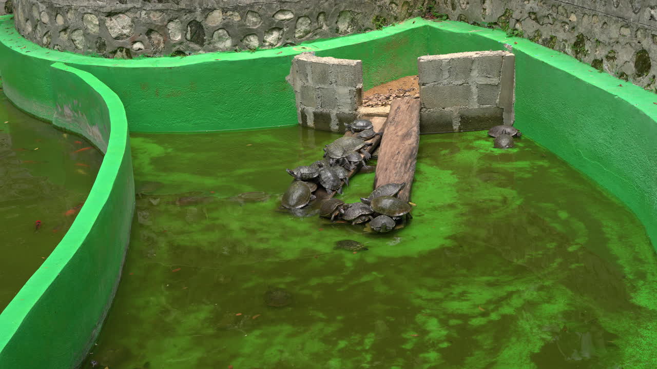 static shot of turtles swimming and chilling in an algae filled tank in a zoo