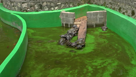 static shot of turtles swimming and chilling in an algae filled tank in a zoo
