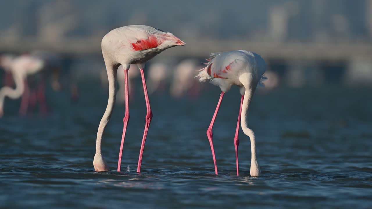 겨울 철새 큰 홍학 도시 배경 - 바레인 썰물에 얕은 바다 backwaters에서 방황