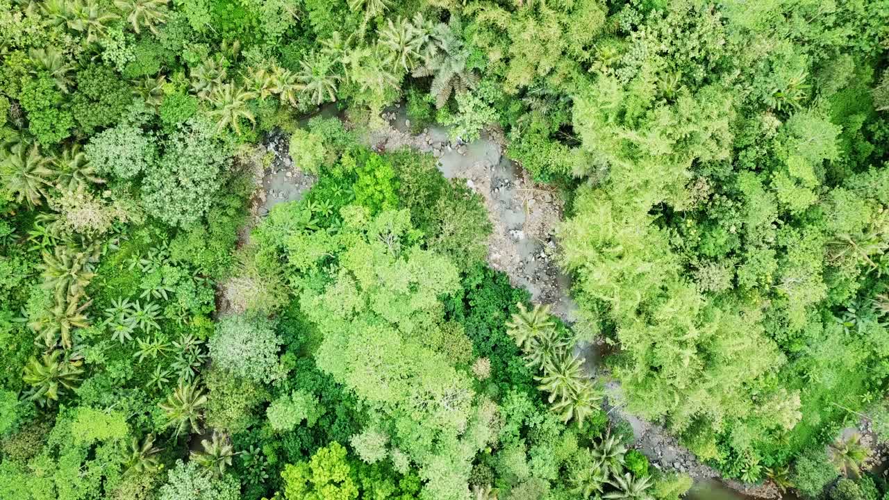 toma aérea de arriba abajo río rocoso seco rodeado de un denso bosque de palmeras durante el calor en asia - cambio climático en la tierra