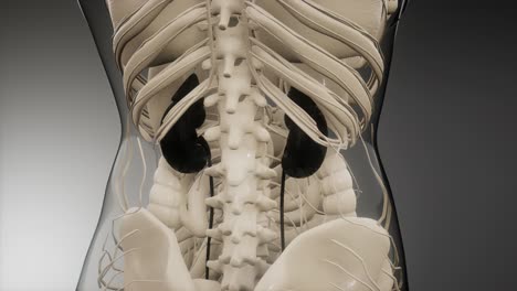 medically-accurate-illustration-of-the-kidneys