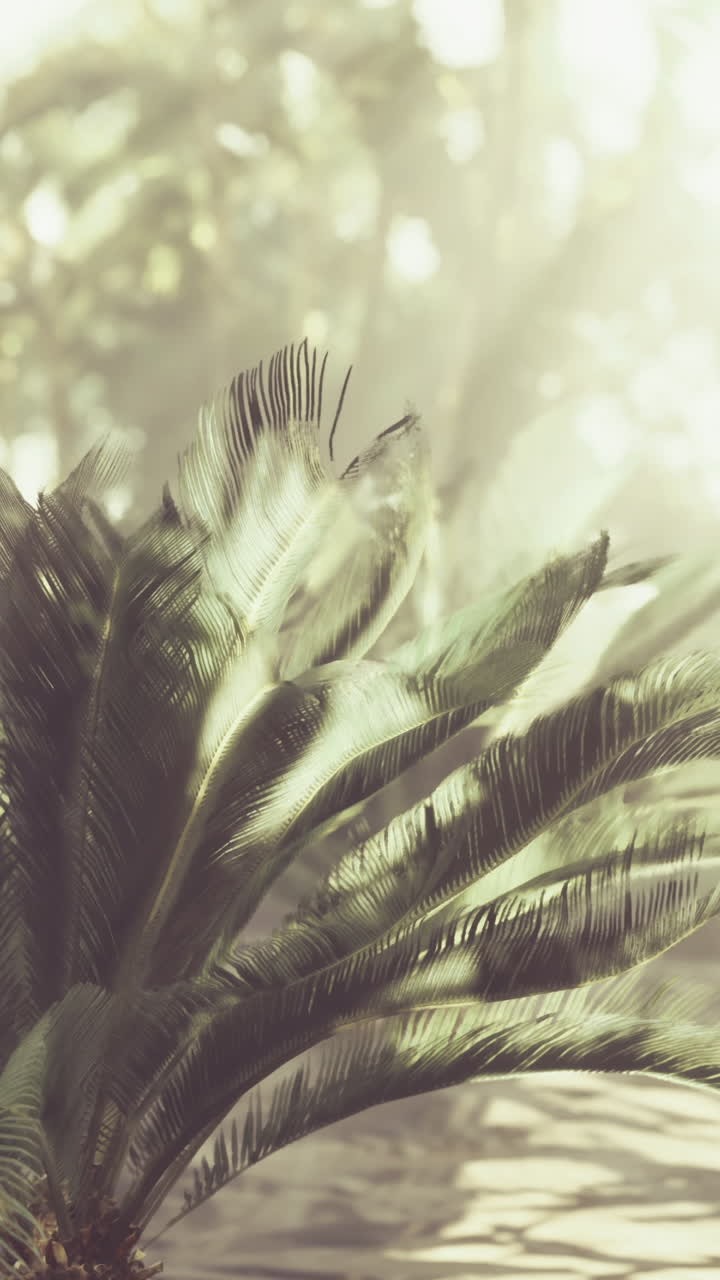 Sunlight shining through palm leaves in a tropical setting during the day