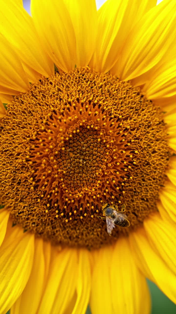 Industrious bee covered with yellow pollen crawls by the flower. Beautiful sunflowers at blossom close up. Blurred backdrop. Vertical video