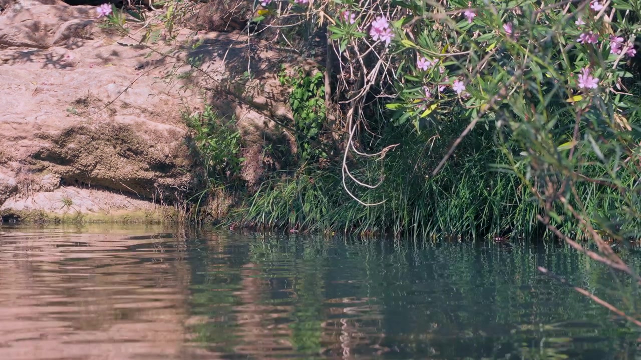 Água calma e cristalina do rio ondulando suavemente por uma margem rochosa com folhagem verde exuberante e flores de oleandro rosa desabrochando