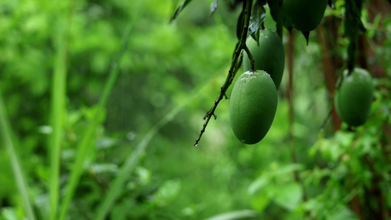 Video ravvicinato in tempo reale che mostra gocce di pioggia monsonica fresca che cadono delicatamente su un mango verde acerbo appeso naturalmente a un ramo d'albero in Himachal Pradesh, India.