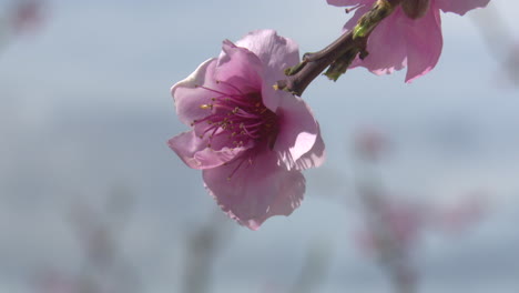pink peach blossoms in spring