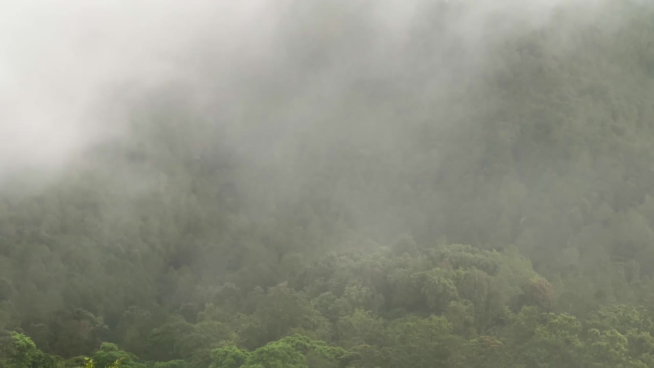 Fog on woodland, Hazy forest in the morning.