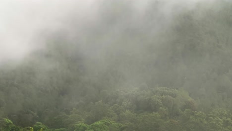 fog on woodland, hazy forest in the morning.