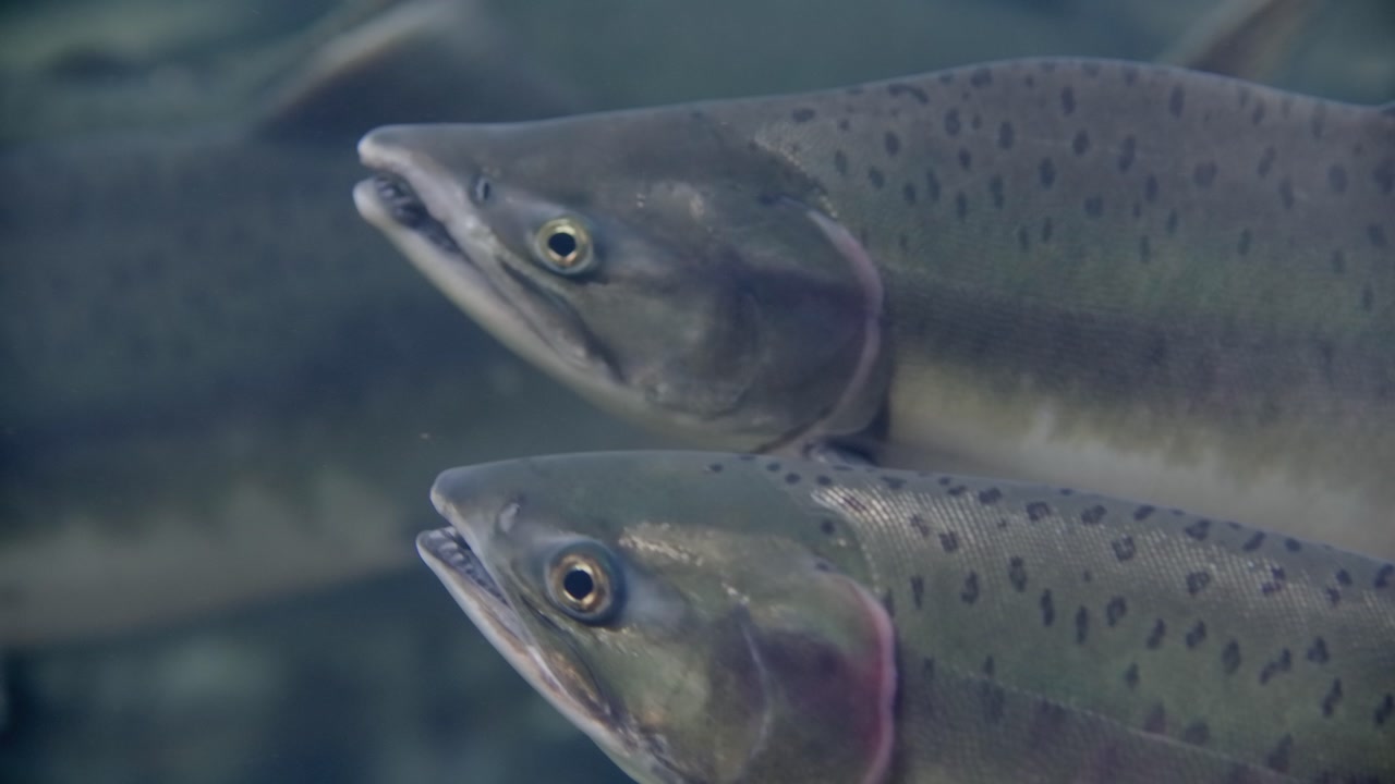 Male pink salmon displaying spawning features.