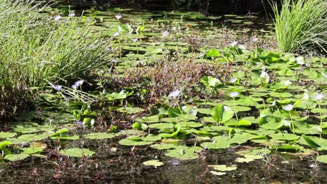 a serene pond covered with water lilies and grass