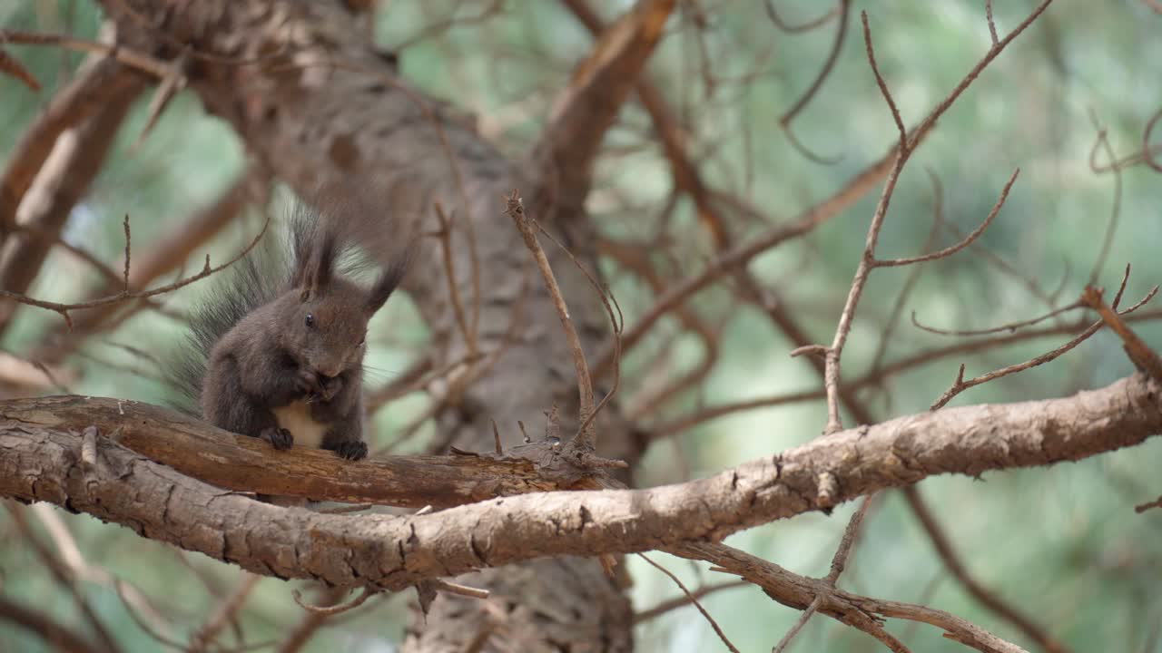 una ardilla gris se sienta en la rama de un pino comiendo una nuez en un bosque, animal salvaje