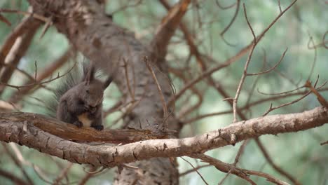 A-grey-squirrel-sits-on-the-pine-tree-branch-eating-a-nut-in-a-forest,-wild-animal