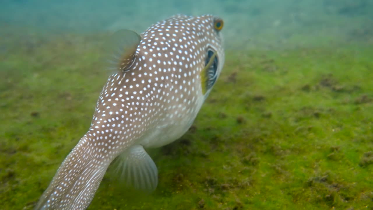 Close up of a White-spotted puffer fish eating and swimming in the red sea