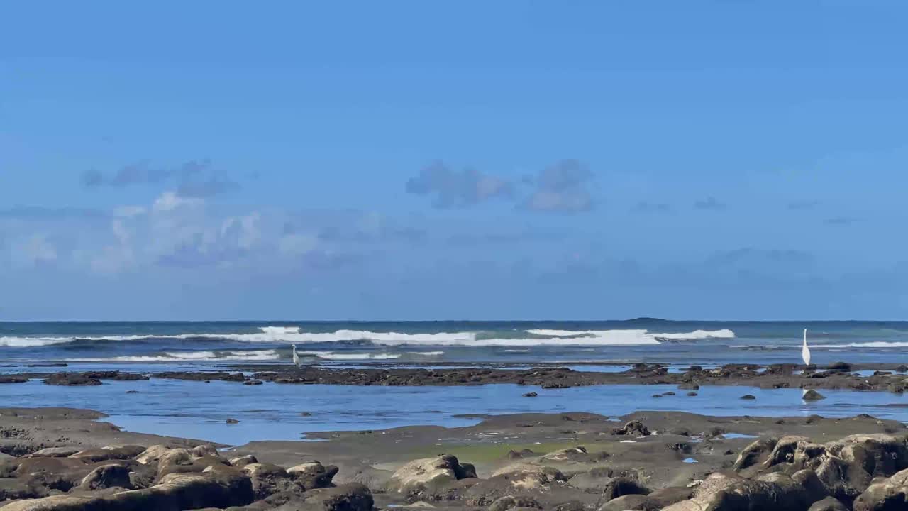 백그라운드에서 부서지는 파도와 함께 남부 캘리포니아 해변의 조수 웅덩이에서 낚시하는 흰 두루미
