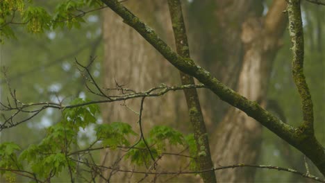 a tiny brown bird flying off a tree branch