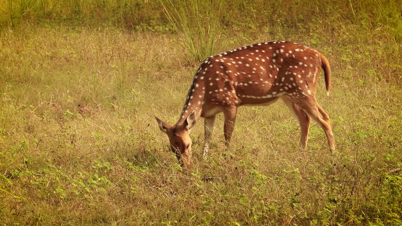 chital o cheetal, también conocido como venado manchado, venado chital y venado de eje, es una especie de venado que es nativa del subcontinente indio. parque nacional de ranthambore sawai madhopur rajasthan india