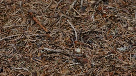 Flatlay-of-Ant-Colony-under-a-Tree-in-the-Woods-in-South-Tyrol,-Italy