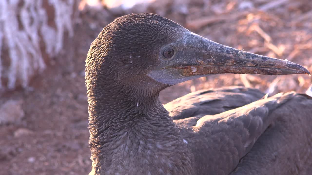 un pájaro piquero de nazca bebé se sienta en su nido en las islas galápagos