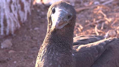 Un-Bebé-Pájaro-Piquero-De-Nazca-Se-Sienta-En-Su-Nido-En-Las-Islas-Galápagos